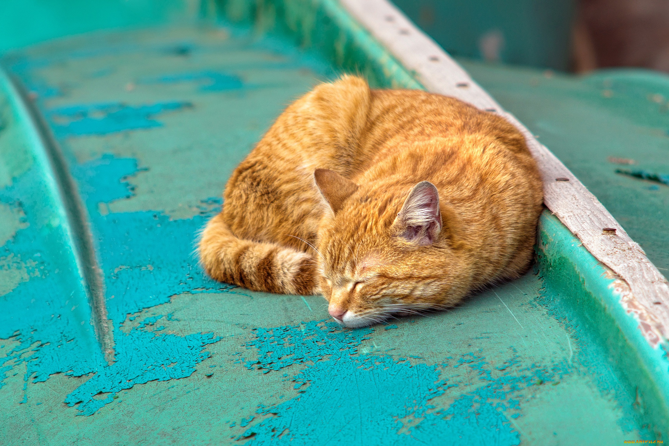 ��������, ����, ���, �����